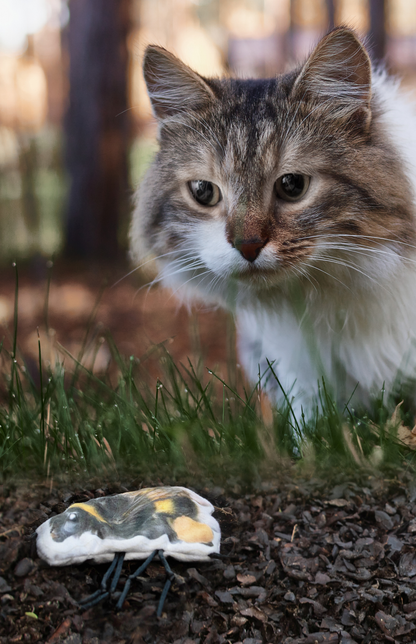 Wild Life Cat Hommel