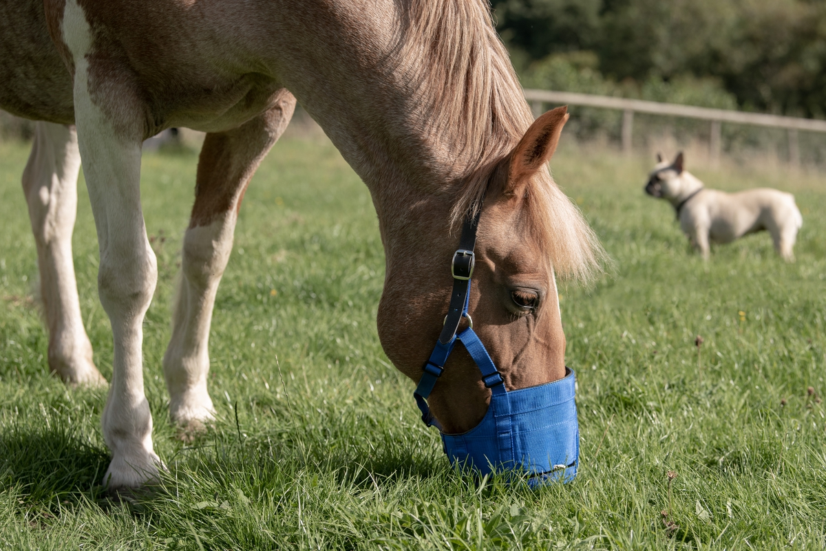 Anti-graas The Ultimate Muzzle Pony