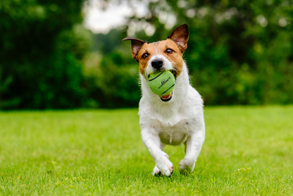 Dog comets Neutron Star Tennisbal met pieper M Roze 1st