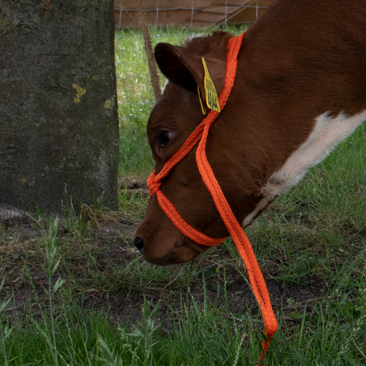 Halster Kalf verstelbaar breed oranje