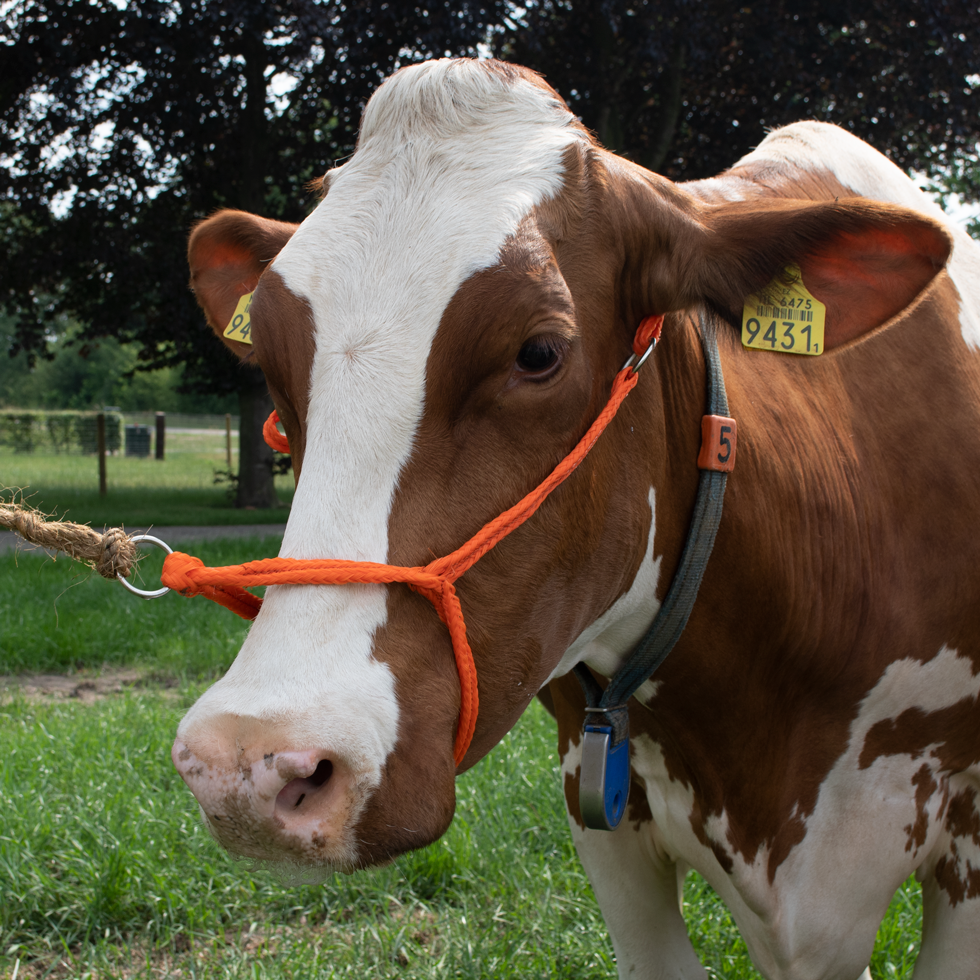 Halster Koe verstelbaar breed oranje