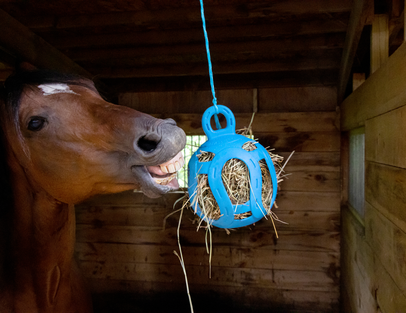 Jolly Hay Ball blauw 20 cm