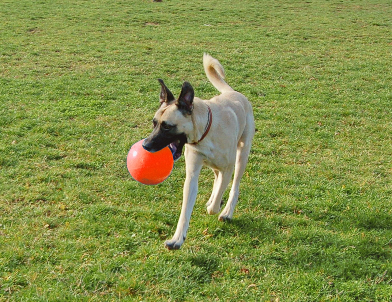 Jolly Ball Bounce-n Play 15cm Oranje (Vanillegeur)