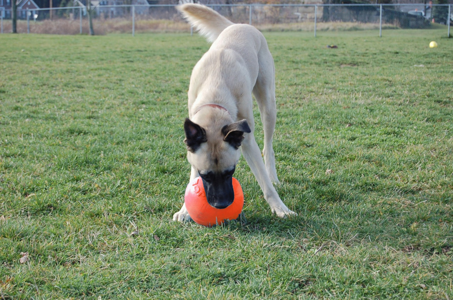 Jolly Ball Bounce-n Play 15cm Oranje (Vanillegeur)