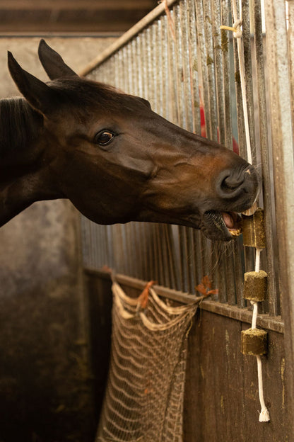 Lax Luzerne aan Speeltouw voor Paarden